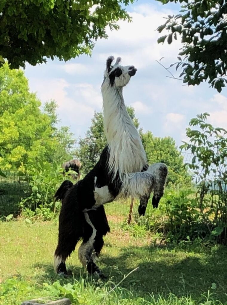 Llama reaching for the trees