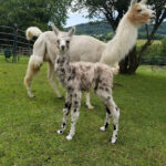 Aurora with Cria2
