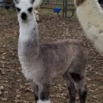 Gamechanger silver cria