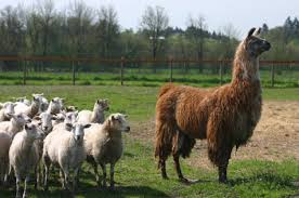 Llama guarding sheep