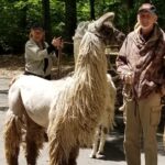 Llama and hikers getting ready to trek.