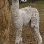 Platinum Cria