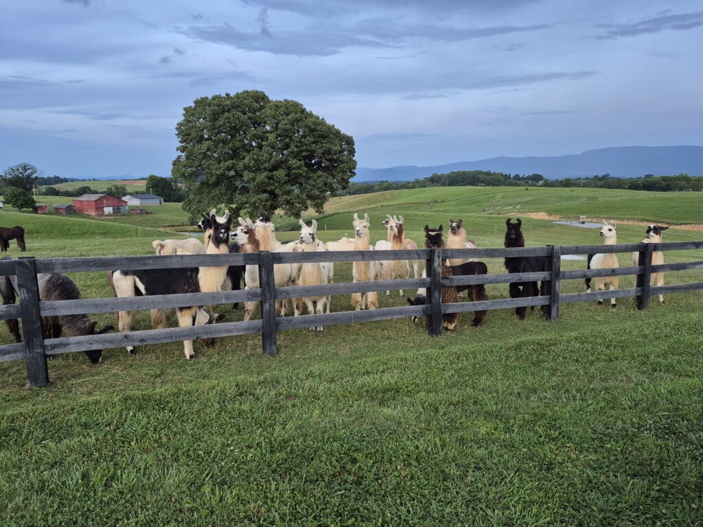 Llamas waiting for kisses.