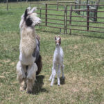 Chica and cria