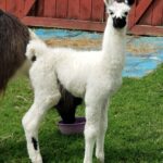 Cosmic Cutie Male Cria 2023