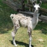 Desert Rose Cria
