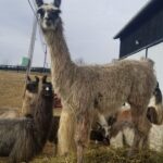 Desert Rose Cria