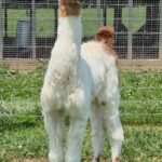 Melody Male Cria 2025
