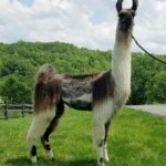 WRLF Sandstone's Riveria (2022)