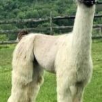 Whisper Niklas (2022)