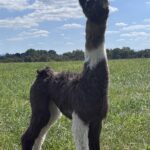 Whisper cria 2025